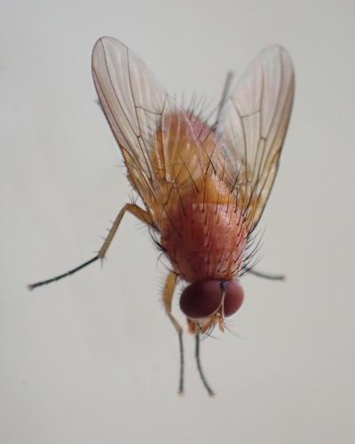 Réf. 325 706 : Phaonia pallida